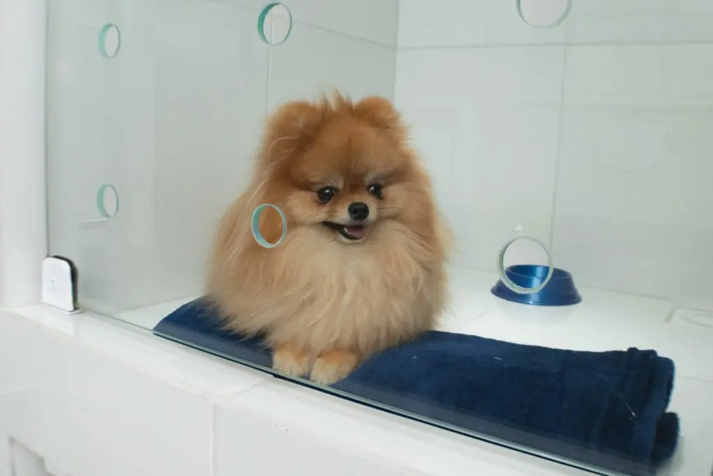 Rancho Animal - Brasília